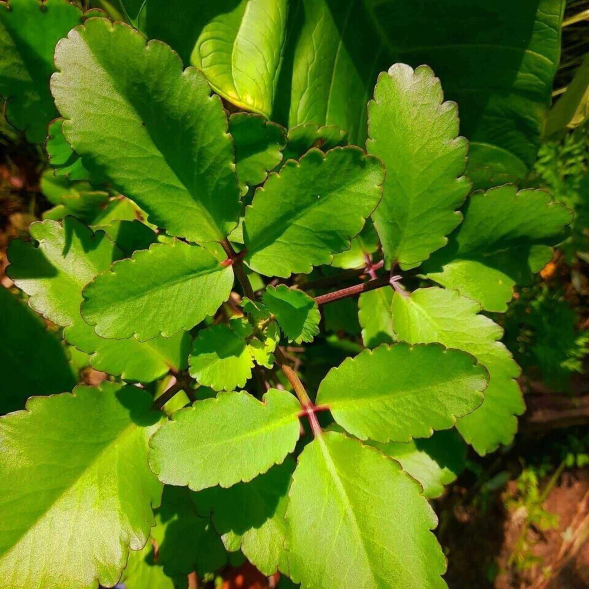 Leaf of Life